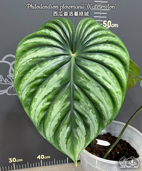 寒蘭-26145-4HD　609　紅無点×渚　苗　交配種 美琪園藝Miki Orchid - 批發專區